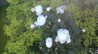 Pivoines