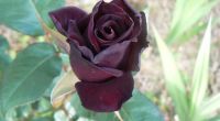 Rose noire